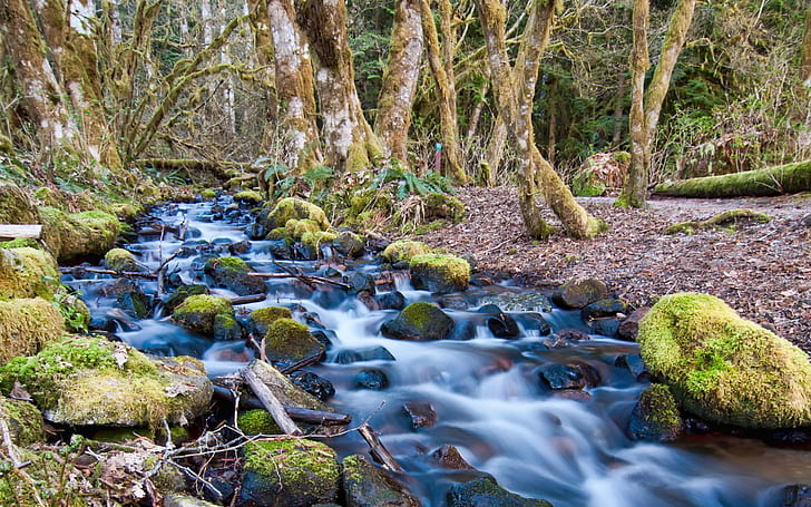 Поток подтекающей воды Скалы с зеленым мхом Лесные деревья, поросшие мхом возле сквоша до н.э. Канада HD обои 1920 × 1200, HD обои