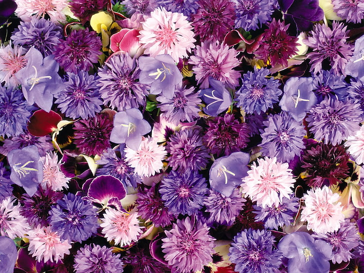 pink and purple cornflowers and balloon flowers, cornflowers, pansy, flowers, purple, assorted, HD wallpaper