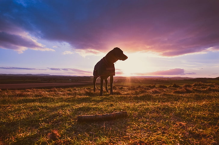 perro, campo, naturaleza, noche, sombra, silueta, palo, sol, caminar, Fondo de pantalla HD