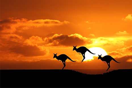 tramonto australia canguri 1920x1280 Natura Tramonti HD Arte, tramonto, Australia, Sfondo HD HD wallpaper