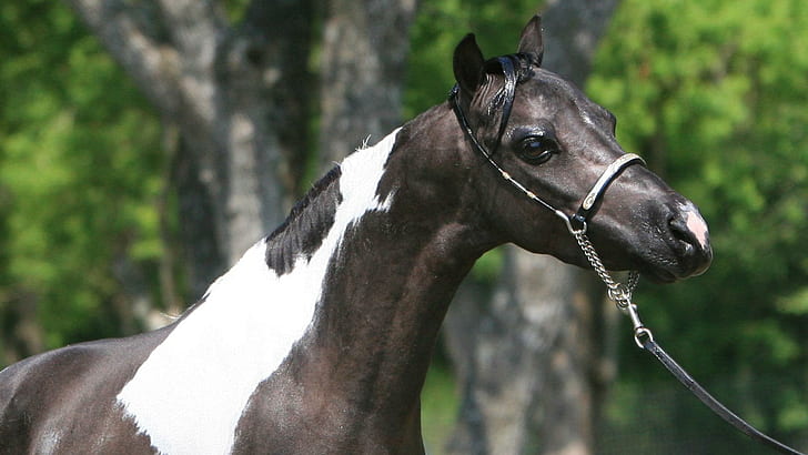 Arabian Show Horse, white and black horse, horses, animals, black and white horses, show horses, arabian, nature, stallions, HD wallpaper