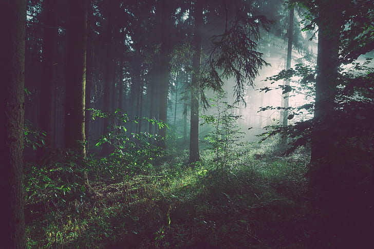 forêt, Fond d'écran HD