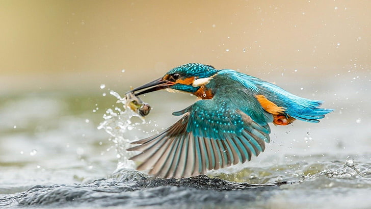 Kingfisher, bird, water, hunting, hunter, vibrant blue, HD wallpaper |  Wallpaperbetter