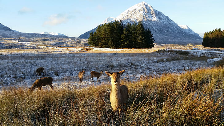 four brown deer during daytime, wild, red deer, wild, red deer, Red Deer, brown deer, daytime, great britain, uk, united kingdom, scotland, glasgow, hogmanay, holiday, travel, vacation, christmas, new years, loch linnhe, great glen, western highlands, onich, fort william, oban, glenfinnan, loch  loch, castle  loch, loch leven, A82, lochaber, winter, wildlife, ngc, visitscotland, kings house hotel, photocopy, nature, mountain, landscape, snow, animal, outdoors, scenics, HD wallpaper