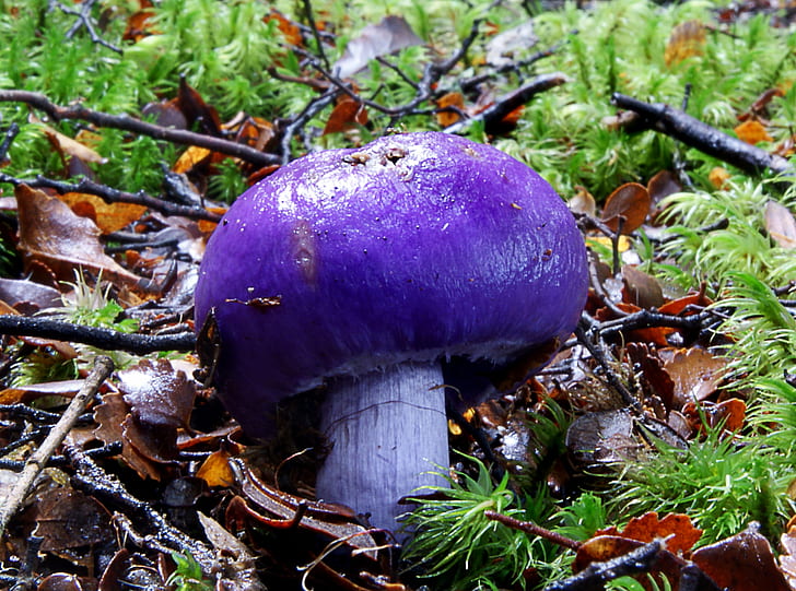 purple mushroom surrounded by brown and green grass, Cortinarius porphyroideus, brown, green grass, Sony DSLR-A300, pouch, fungus, Purple, Fungi, Mushroom, Nature, Public Domain, Dedication, CC0, Geo-Tagged, flickr, lover, photos, autumn, forest, food, season, freshness, close-up, cap, vegetable, plant, moss, organic, edible Mushroom, HD wallpaper