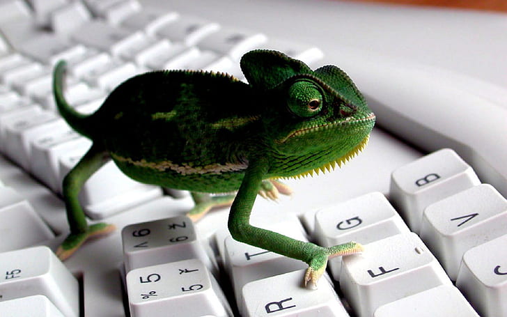 Green, The Chameleon, The Keyboard fondo de pantalla hd, Fondo de pantalla HD