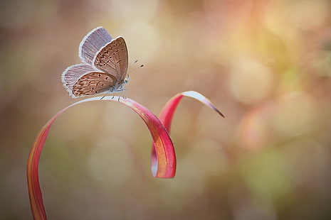 fotografia, natureza, macro, profundidade de campo, borboleta, folhas, inseto, descanso, HD papel de parede HD wallpaper