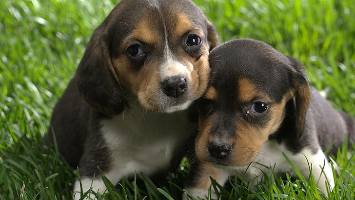 Animals, Dog, Beagle, Puppy, Small, Cute, Lovely, Photography, two black and brown puppies, animals, dog, beagle, puppy, small, cute, lovely, photography, HD wallpaper