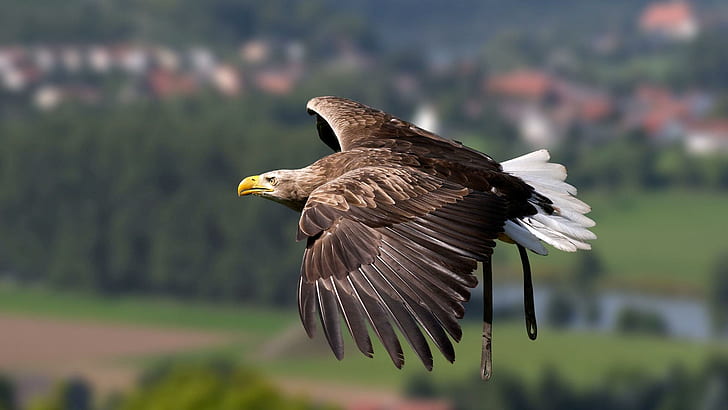 Eagle flying, brown and white eagle, animals, 1920x1080, bird, eagle, HD wallpaper