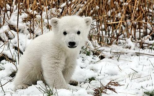 бебе бяла мечка, мечка, полярна мечка, мече, сняг, трева, страх, HD тапет HD wallpaper