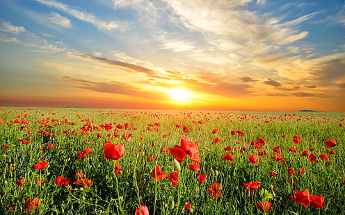 Campo de flores de amapolas, hermoso atardecer, campos de flores rojas, amapolas, flores, campo, hermoso, puesta de sol, Fondo de pantalla HD HD wallpaper