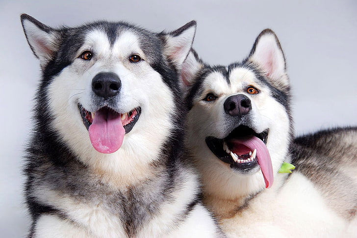 две възрастни бяло-черни сибирски хъскита, кучета, хъски, двойка, език, свободно време, HD тапет