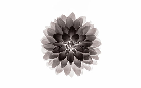 apfel, schwarz, lotus, iphone6, plus, ios8, blume, HD-Hintergrundbild HD wallpaper