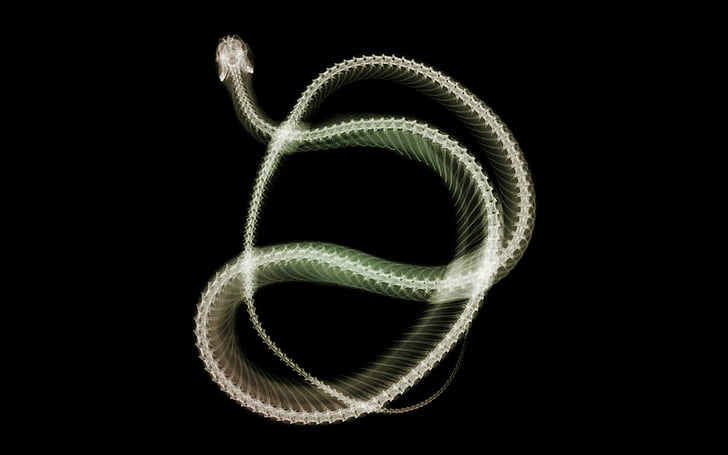 Rettili, Serpenti, Artistici, Fotografia, Raggi X, Sfondo HD