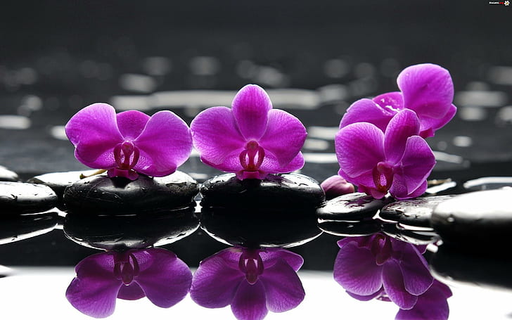 Orchids & Stones, stones, orchids, flowers, nature and landscapes, HD wallpaper