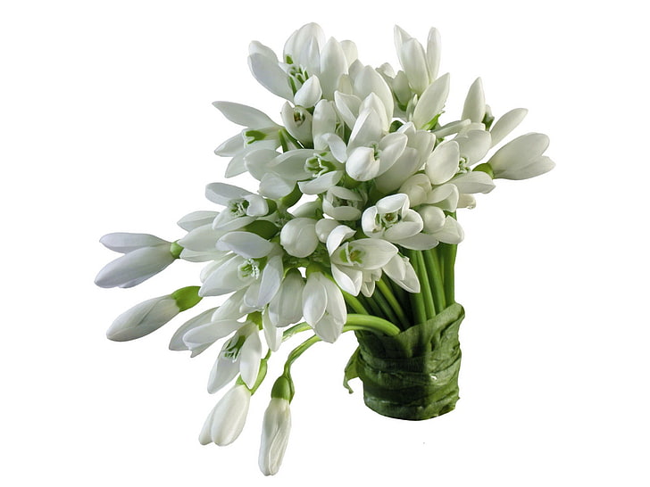 bouquet of white petaled flowers, snowdrops, primroses, spring, flower, HD wallpaper
