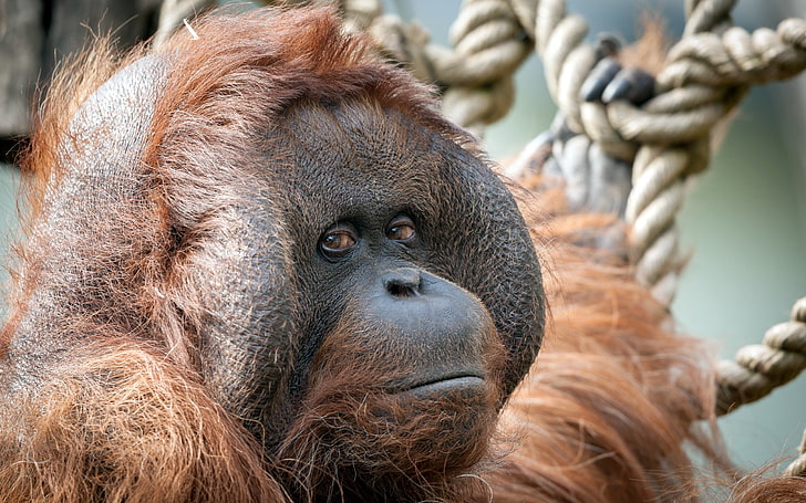 nature, pose, monkey, the primacy of, orangutan, HD wallpaper