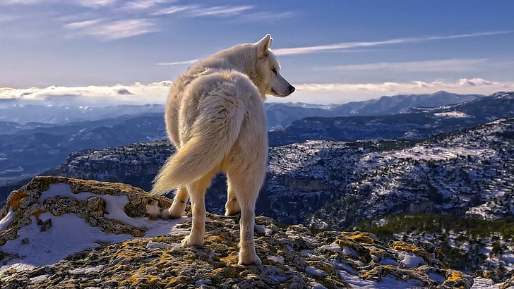 бял вълк, небе, хълм, вълк, дива природа, диво животно, връх, пейзаж, HD тапет