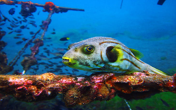 Imagens de peixes exóticos Raja Ampat, HD papel de parede