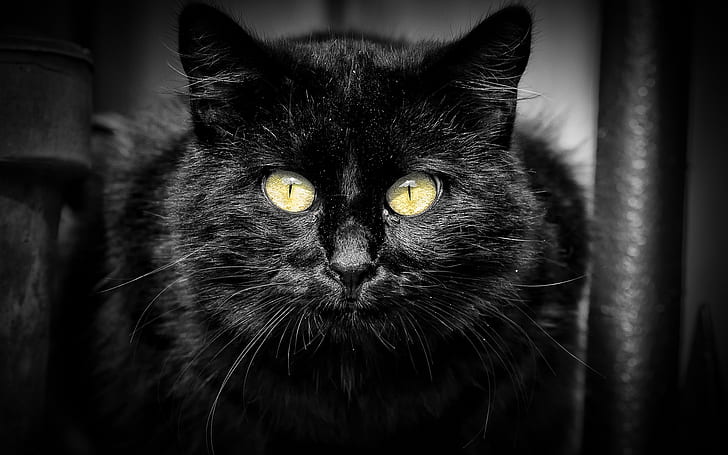 Czarny kot, żółte oczy, czarne tło, czarny kot futrzany, Czarny, Kot, Żółty, Oczy, Tło, Tapety HD