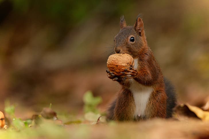 nature, animal, walnut, protein, rodent, HD wallpaper