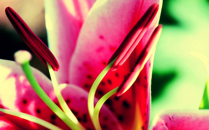pink lily, flower, pink, green, pistil, stamen, HD wallpaper