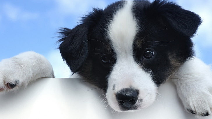 cachorro blanco y negro, perro, cachorros, Border Collie, animales, Fondo de pantalla HD