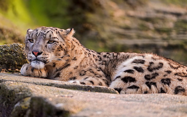 Lounging Snow Leopard, Animals, Leopard, Animal, White, Tapety HD