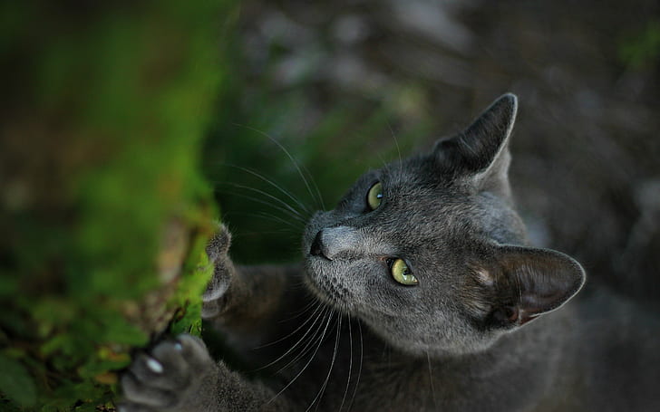 Katze, Schnauze, Augen, Jagd, HD-Hintergrundbild