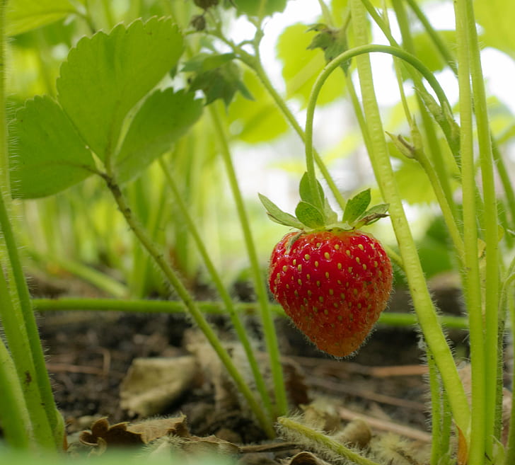 red Strawberry fruit and plants, garden strawberry, garden strawberry, Garden strawberry, red, fruit, plant, Macro, nature, outdoor, isolated, landscape, rural, food, freshness, strawberry, leaf, organic, ripe, green Color, close-up, summer, healthy Eating, agriculture, berry Fruit, HD wallpaper