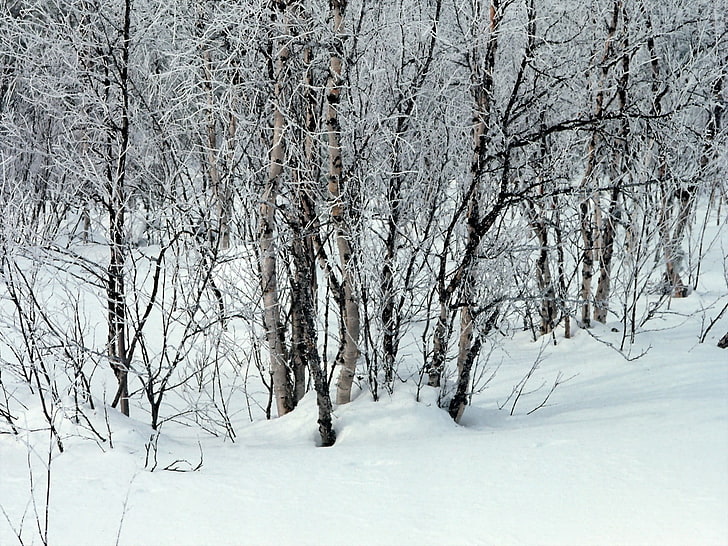 szare drzewo, drzewa, śnieg, zaspy śnieżne, zima, gałęzie, biel, Tapety HD