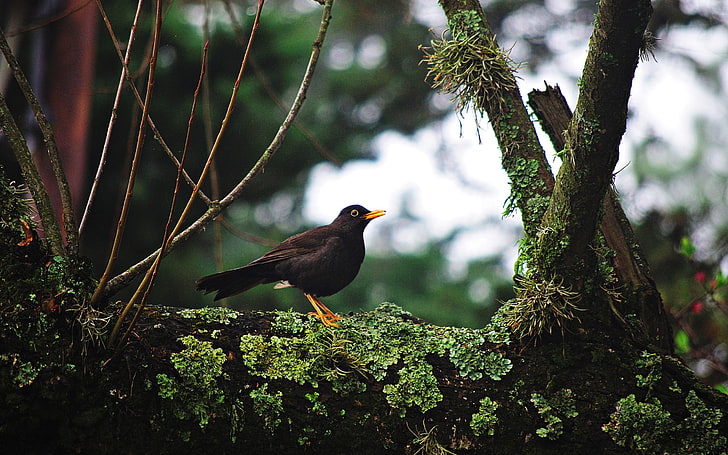 uccello nero, animali, uccelli, profondità di campo, ramo, Sfondo HD