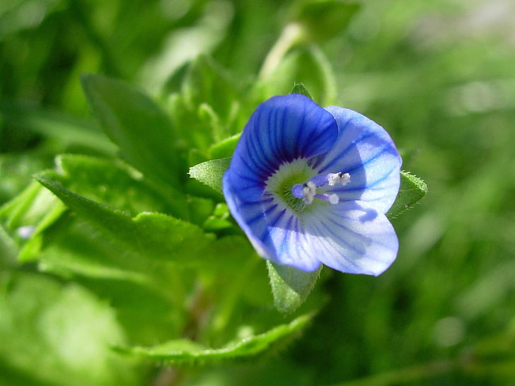 blue and white petaled flower, violet, flower, blue, stamens, green, HD wallpaper