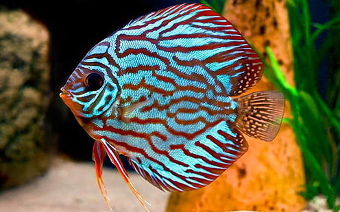 Discus Fish In Vendita Cerca Colore, Sfondo HD HD wallpaper