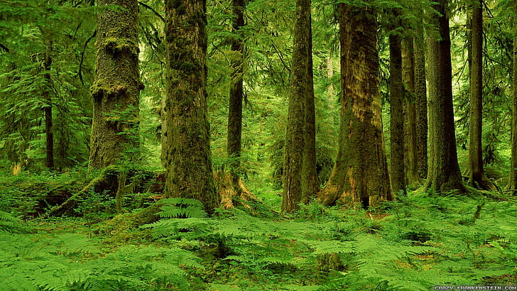 природа, 2560x1440, лес, мох, дерево, ультра 4к, HD обои