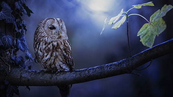 cute, owl, night, branch, leaves, HD wallpaper HD wallpaper