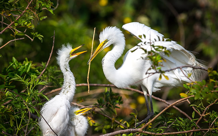 Bird Great Egret White Heron Juveniles In The Nest Bird Wallpapers For Desktop 3840×2400, HD wallpaper