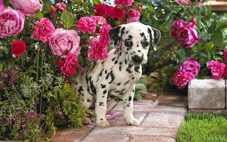 犬 ダルメシアン かわいい 犬 花 ピンクの花 子犬 Hdデスクトップの壁紙 Wallpaperbetter