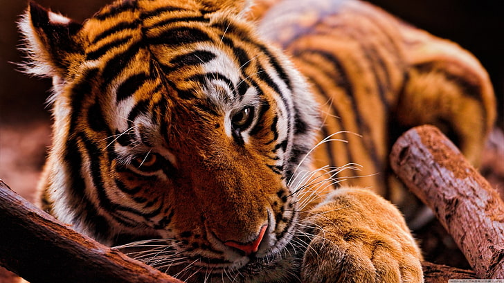 коричневый и черный тигр, животные, тигр, HD обои