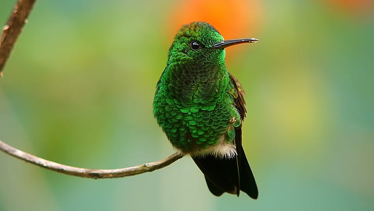 green birds hummingbirds iridescence Animals Birds HD Art , Green, BIRDS, HD wallpaper