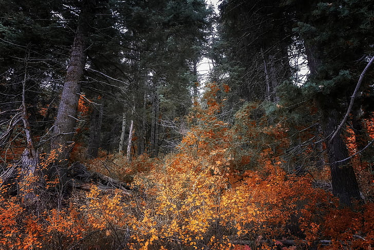 coloré, automne, feuilles, arbres, forêt, nature, Fond d'écran HD