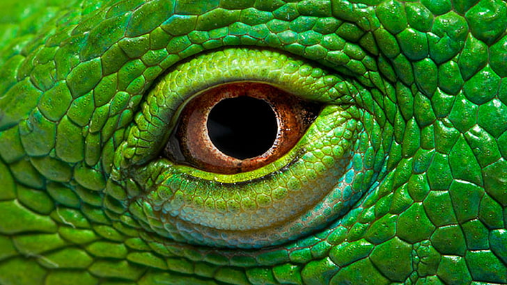 Eye The Green Iguana Wallpaper Hd, HD wallpaper