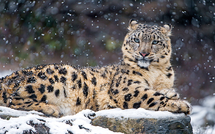 Snow Leopard 4K, Snow, Leopard, HD wallpaper
