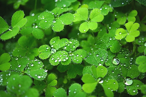 плитък фокус фотография на зелено растение, наслада, светлина, плитък фокус, фотография, зелено растение, F2.8, природа, листа, капка, зелен цвят, роса, свежест, мокро, растение, дъждовна капка, вода, околна среда, дъжд, лято, едър план, пролет, макро, фонове, HD тапет HD wallpaper