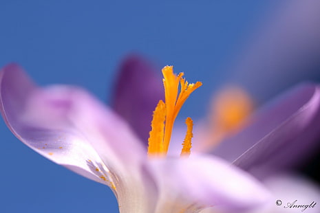 selektywna fotografia ostrości fioletowego kwiatu, krokusa, krokusa, krokusa, et, ciel, selektywnej ostrości, fotografii, purpurowy kwiat, natura, roślina, kwiat, zbliżenie, płatek, piękno natury, głowa kwiatu, Tapety HD HD wallpaper
