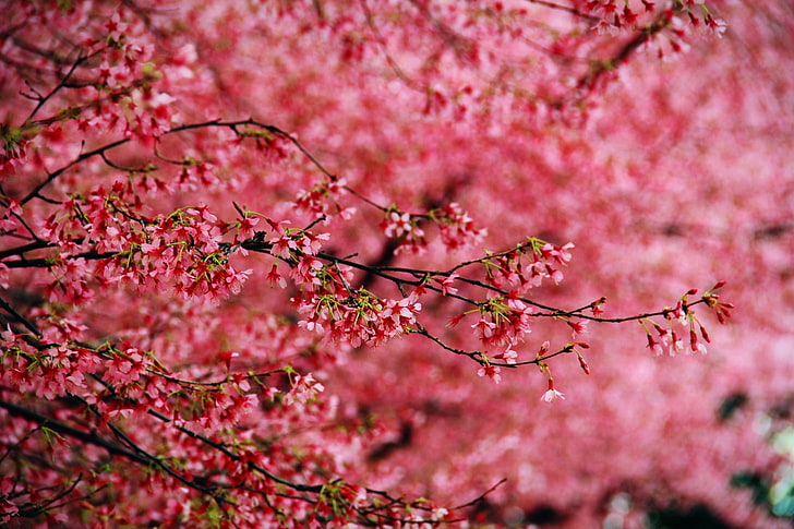 fondos de computadora de flor de cerezo, Fondo de pantalla HD