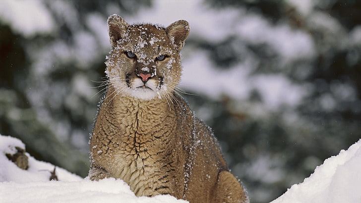 Puma, Tiere, HD-Hintergrundbild