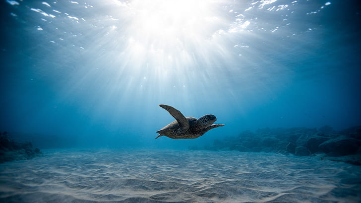 kura-kura, bawah air, laut, air, biru, sinar matahari, pasir, kehidupan laut, hewan, berenang, terumbu karang, cyan, Wallpaper HD