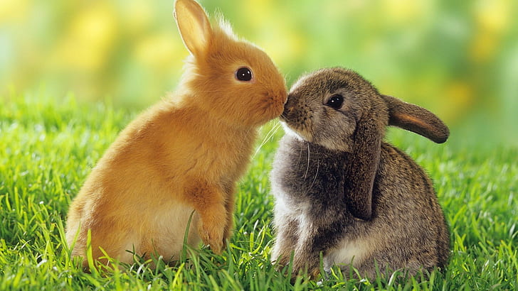 animals rabbits grass, HD wallpaper