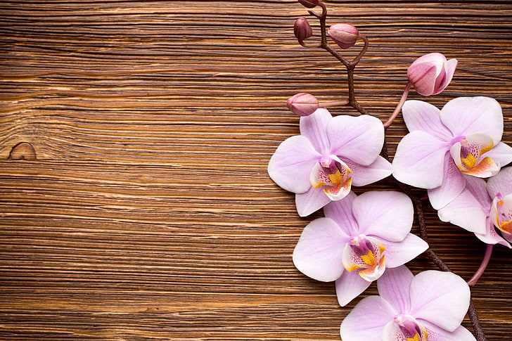 drewno, orchidea, różowy, kwiaty, Tapety HD